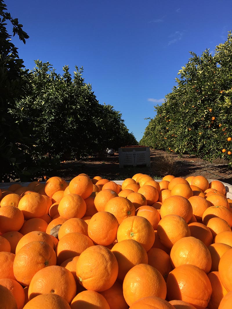 Citrus | FaVCo Fruit and Vegetable Farms